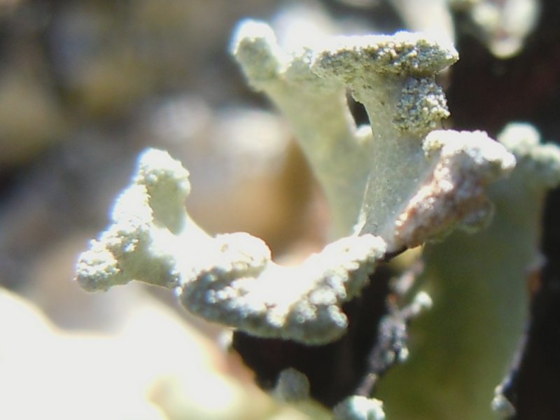 tra le dune di Porto Liscia ( Santa Teresa Gallura)